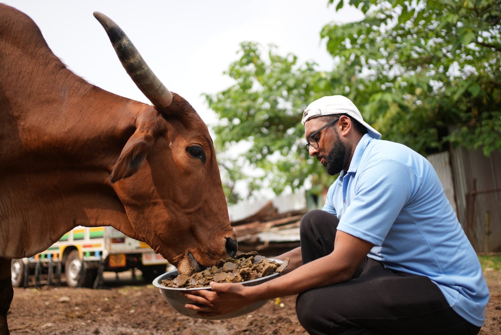 Animal welfare at Doon Animal Welfare Foundation