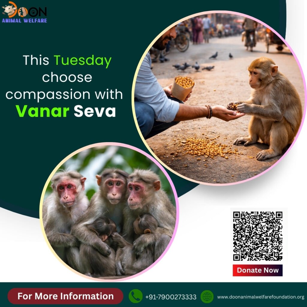 Monkey Care Donation Seva