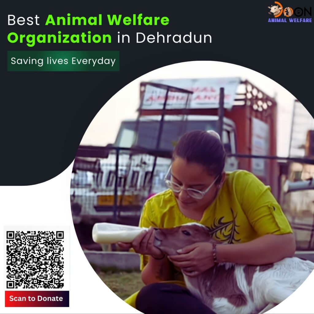 Best Animal Welfare Organization in Dehradun