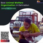 Best Animal Welfare Organization in Dehradun