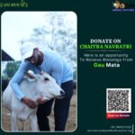 Donate on Chaitra Navratri for cows