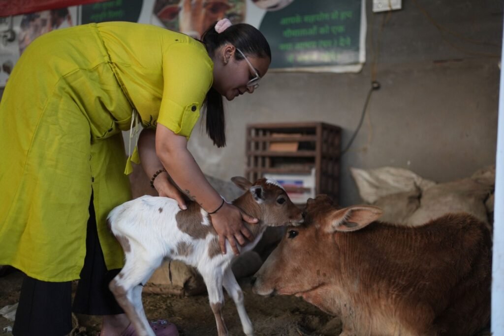save cows
