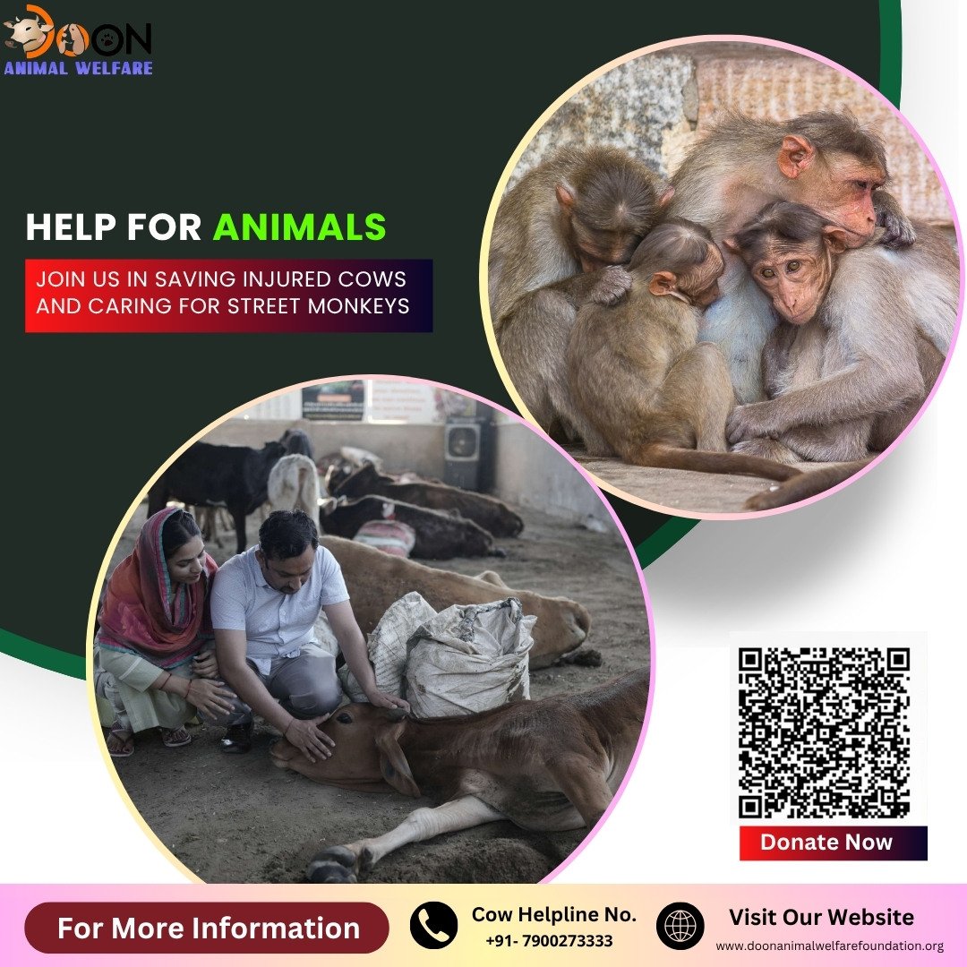 Help for Animals in Dehradun