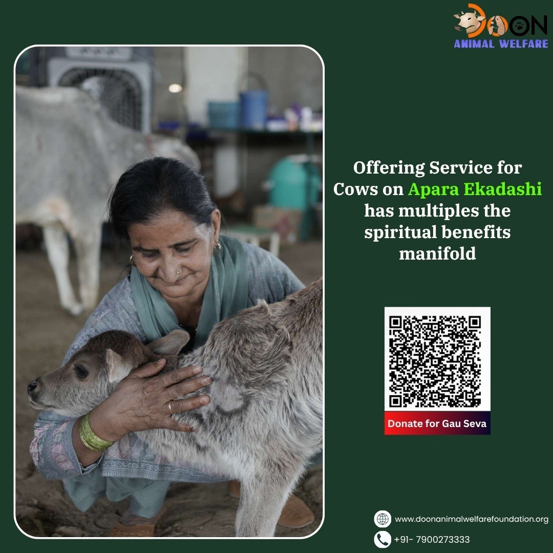 Donate on Apara Ekadashi