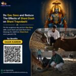 Gau Seva on Shani Trayodashi