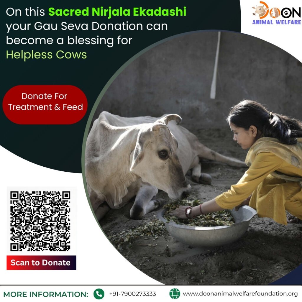 Sacred Gau Seva on Nirjala Ekadashi