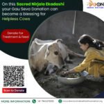 Sacred Gau Seva on Nirjala Ekadashi