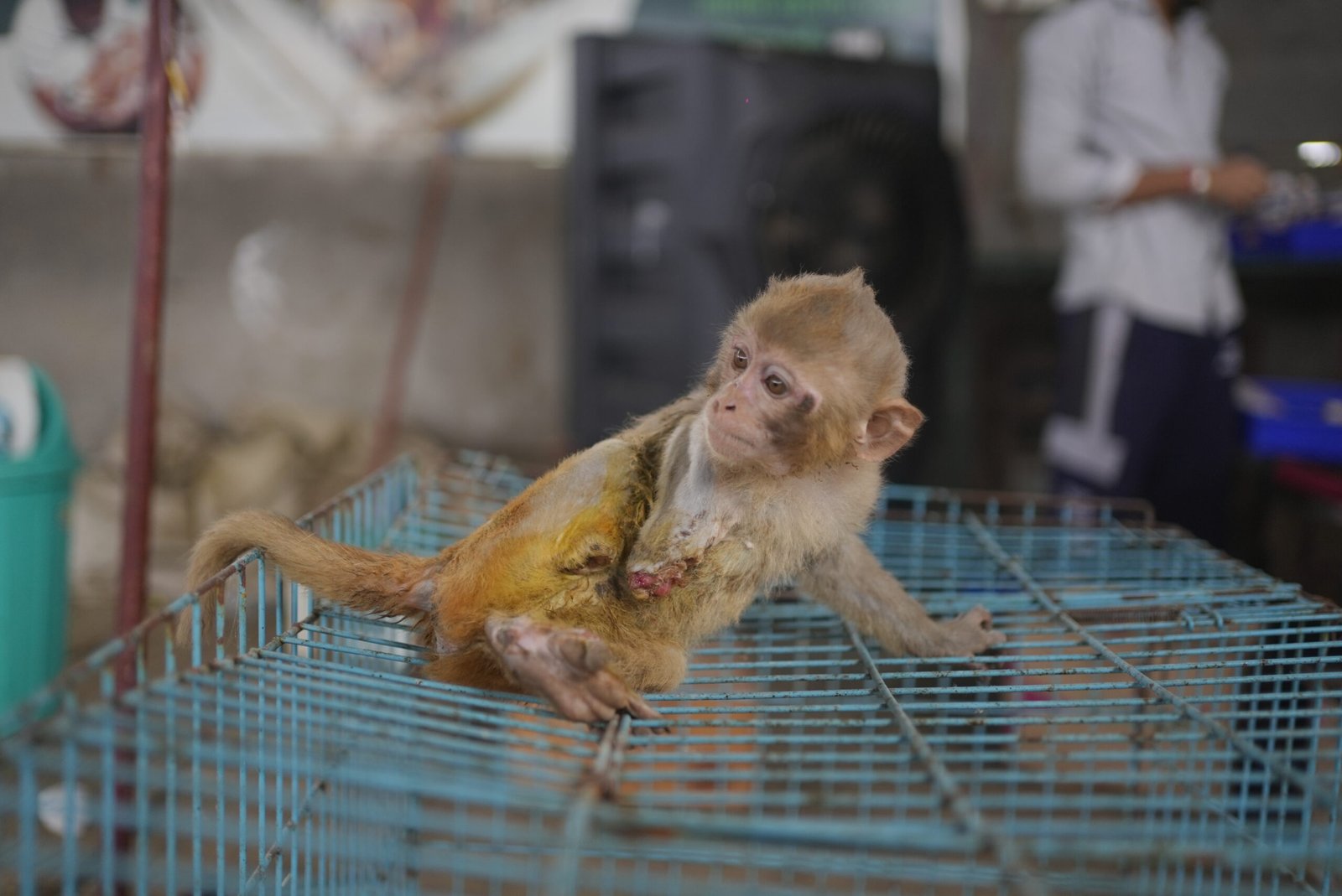 Monkey waiting for care and support