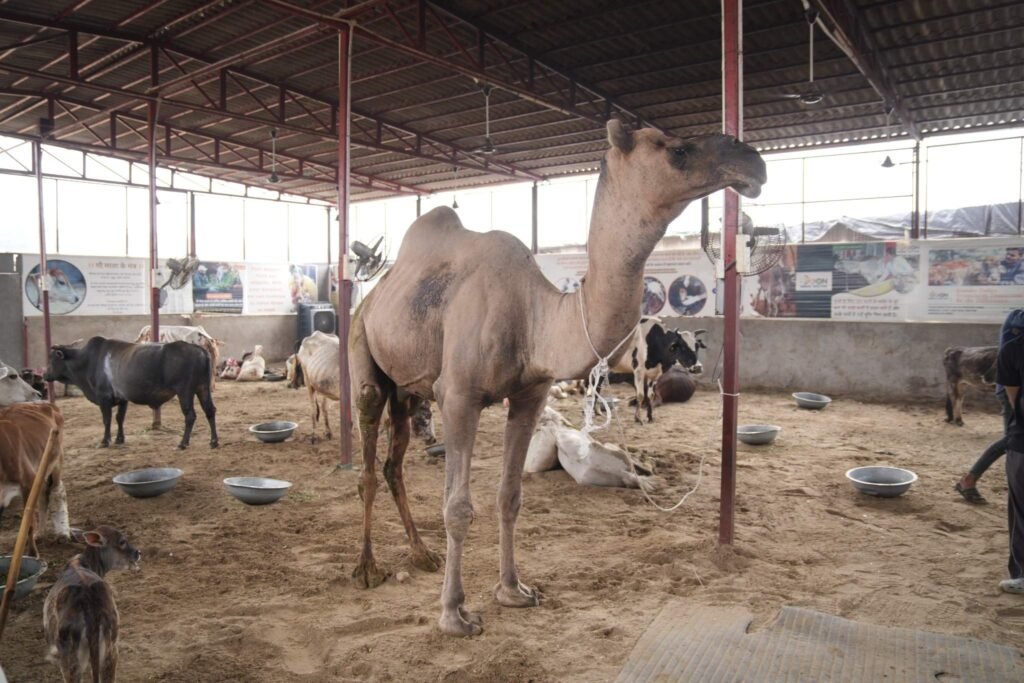 Camel Rescue by Doon Animal Welfare
