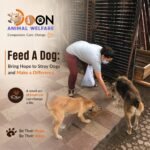Feed A Dog