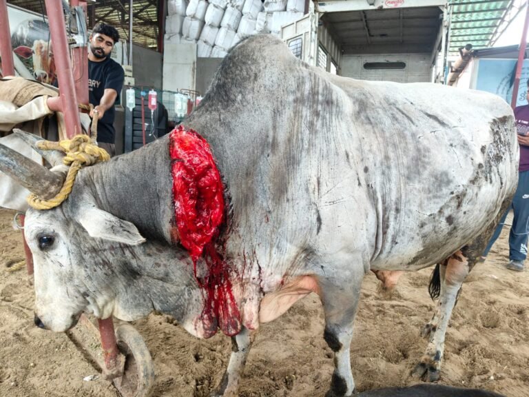 Rescued Nandi Ji is Badly Injured and Suffering from Immense Pain