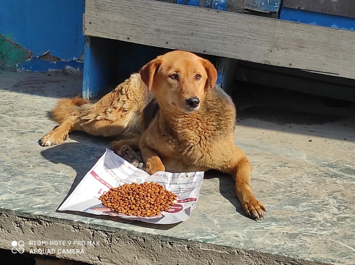 Dogs eating nutritious food