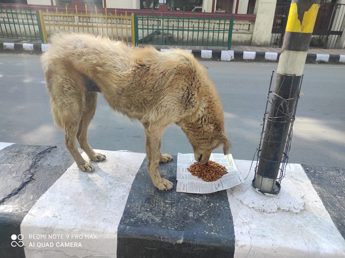 Happy street dogs after feeding