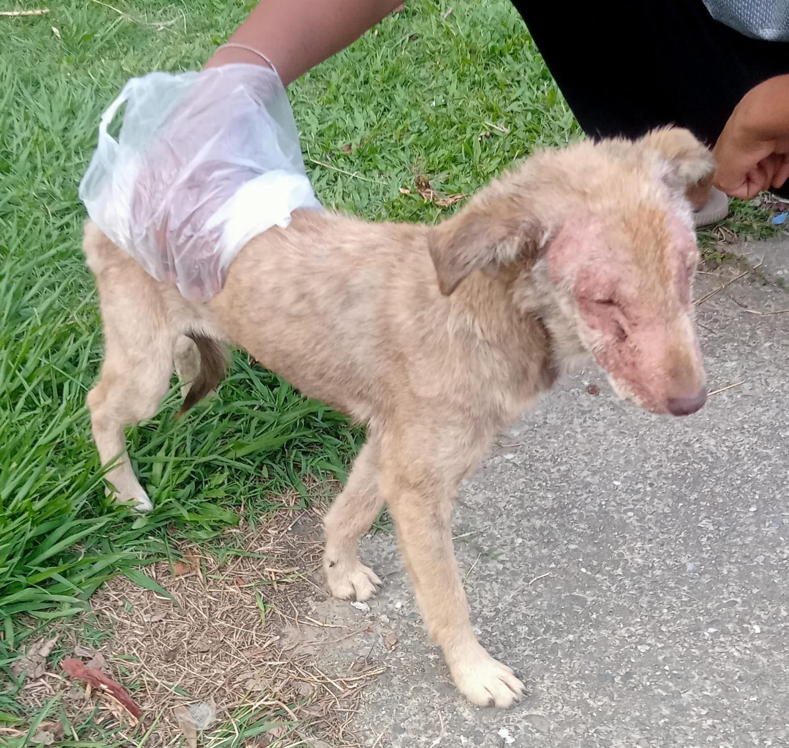 Street dog feeding drive in Dehradun