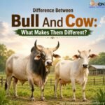 Difference Between Bull And Cow