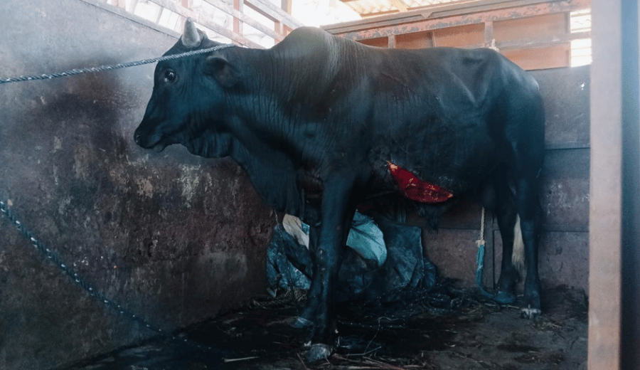Injured bull receiving care