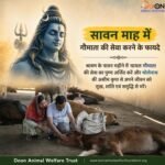 सावन माह में गाय की सेवा करने के फायदे
